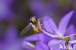 Marmelade Fly (Episyrphus balteatus)