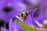 Marmelade Fly (Episyrphus balteatus)