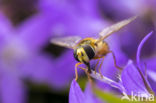 Marmelade Fly (Episyrphus balteatus)