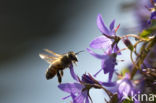 Europese Honingbij (Apis mellifera mellifera)