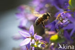 Europese Honingbij (Apis mellifera mellifera)