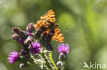 Gehakkelde aurelia (Polygonia c-album)