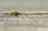 Black-tailed Skimmer (Orthetrum cancellatum)