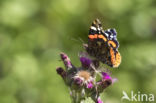 Red Admiral (Vanessa atalanta)