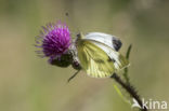 Green-veined White (Pieris napi)