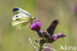 Klein geaderd witje (Pieris napi)