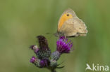 Meadow Brown (Maniola jurtina)