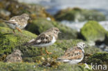 Ruddy Turnstone (Arenaria interpres)