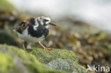 Ruddy Turnstone (Arenaria interpres)