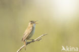 Sedge Warbler (Acrocephalus schoenobaenus)