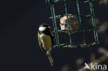 Great Tit (Parus major)