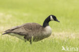 Canadese Gans (Branta canadensis)