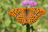 Silver-washed Fritillary (Argynnis paphia)