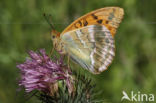 Keizersmantel (Argynnis paphia)