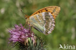 Silver-washed Fritillary (Argynnis paphia)