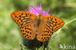 Silver-washed Fritillary (Argynnis paphia)