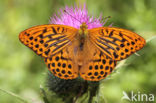 Silver-washed Fritillary (Argynnis paphia)