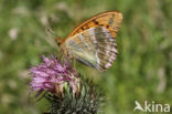 Silver-washed Fritillary (Argynnis paphia)