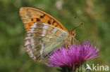 Silver-washed Fritillary (Argynnis paphia)