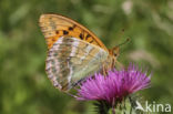 Keizersmantel (Argynnis paphia)