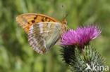 Keizersmantel (Argynnis paphia)