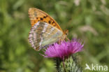 Keizersmantel (Argynnis paphia)