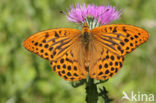 Silver-washed Fritillary (Argynnis paphia)