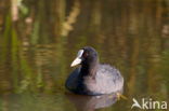 Common Coot (Fulica atra)