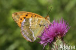 Silver-washed Fritillary (Argynnis paphia)