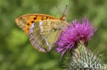 Silver-washed Fritillary (Argynnis paphia)