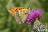 Keizersmantel (Argynnis paphia)