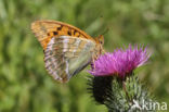 Silver-washed Fritillary (Argynnis paphia)