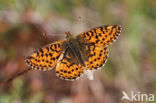 Veenbesparelmoervlinder (Boloria aquilonaris)