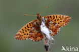 Veenbesparelmoervlinder (Boloria aquilonaris)