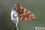 Veenbesparelmoervlinder (Boloria aquilonaris)