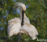 Lepelaar (Platalea leucorodia)