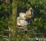 Eurasian Spoonbill (Platalea leucorodia)