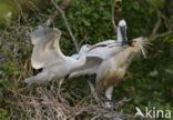 Eurasian Spoonbill (Platalea leucorodia)