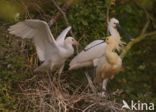 Lepelaar (Platalea leucorodia)