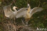 Eurasian Spoonbill (Platalea leucorodia)