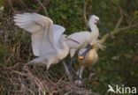 Eurasian Spoonbill (Platalea leucorodia)