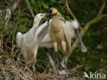 Eurasian Spoonbill (Platalea leucorodia)