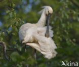 Eurasian Spoonbill (Platalea leucorodia)