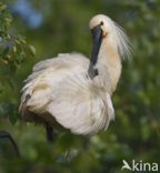 Lepelaar (Platalea leucorodia)