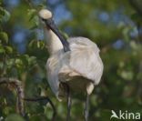 Eurasian Spoonbill (Platalea leucorodia)