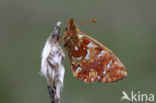 Veenbesparelmoervlinder (Boloria aquilonaris)