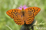 Silver-washed Fritillary (Argynnis paphia)