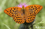 Keizersmantel (Argynnis paphia)