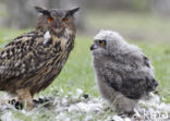 Eurasian Eagle-Owl (Bubo bubo)