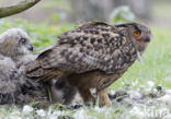 Eurasian Eagle-Owl (Bubo bubo)